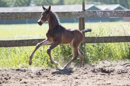 For Gribaldi x Flemmingh x Jazz x Chronos Fok. Grad en Ad Gijsbers te Loosbroek For Gribaldi veulen