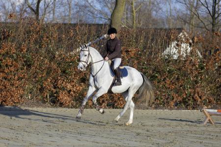 Galop