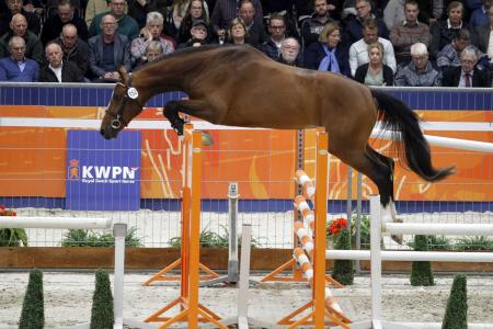 KWPN Hengstenkeuring Den Bosch Legend VDP